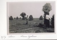geschiedenis/werkzaamheid -> Tarwe oogst